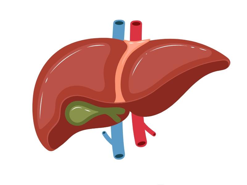 你以為只是變胖，其實是脂肪肝在警告你‼️